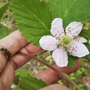 ブラックベリーの花と虫の画像